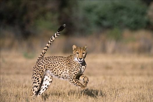 跑,印度豹,非洲