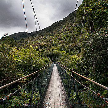 桥,丛林