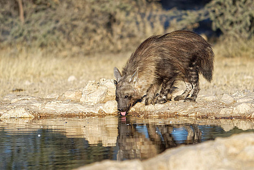 褐色,鬣狗,喝,水坑,卡拉哈迪大羚羊国家公园,南非,非洲