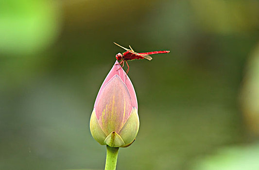 荷花上的红蜻蜓