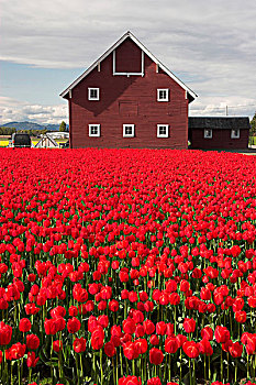 红色,郁金香,开花,褐色,谷仓,后面,斯卡吉特谷,华盛顿