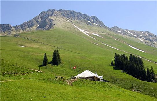 高山牧场,靠近,山,阿尔卑斯山,瑞士