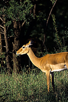 坦桑尼亚,塞伦盖蒂,黑斑羚,雌性