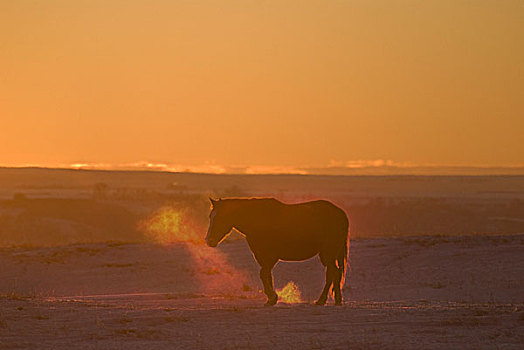 艾伯塔省,加拿大,马,日落