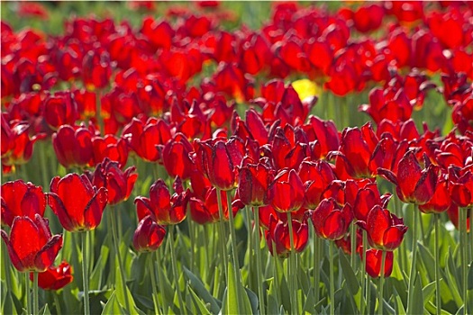 春天,地点,红色,郁金香,荷兰