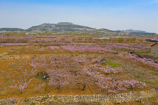 航拍山区桃花