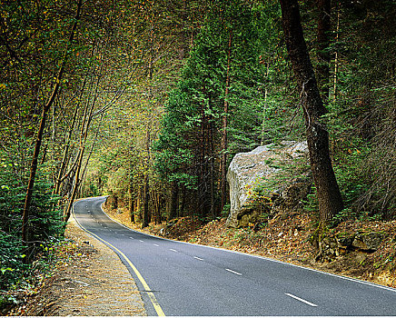 道路,树,优胜美地山谷,加利福尼亚,美国
