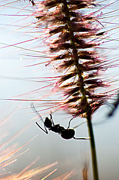 夕阳下的蚂蚁和狗尾巴草