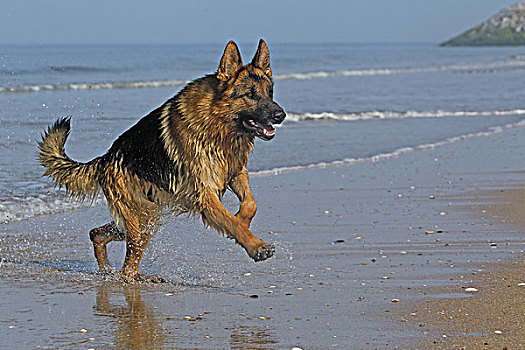 德国牧羊犬,雄性,跑,海滩,诺曼底