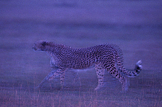 肯尼亚,马塞马拉野生动物保护区,模糊,图像,成年,女性,印度豹,猎豹,走,热带草原,黄昏