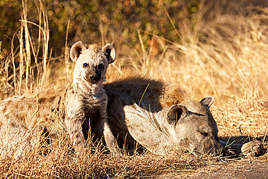 幼兽,斑鬣狗,旁侧,睡觉,克鲁格国家公园,南非,非洲