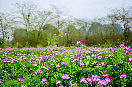 紫云英花