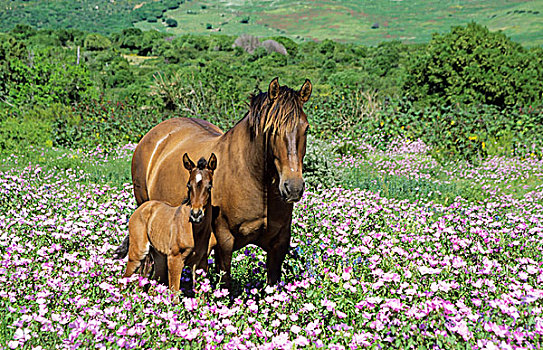 母马,小马,花,春天,草地,靠近,塔里,安达卢西亚,西班牙,欧洲
