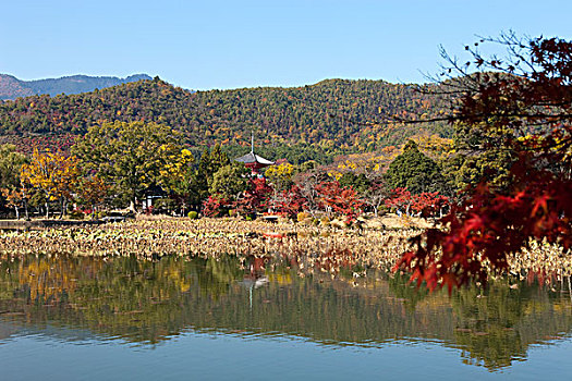 水塘,庙宇,京都,日本