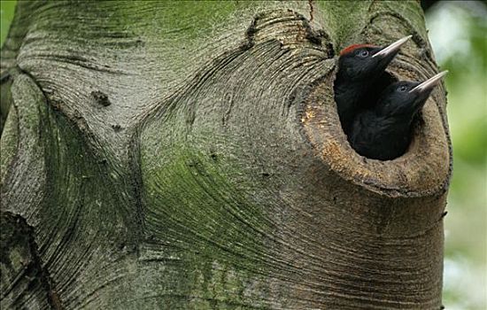 黑啄木鸟,两个,向外看,巢穴