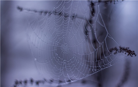 早晨,露珠,蜘蛛网
