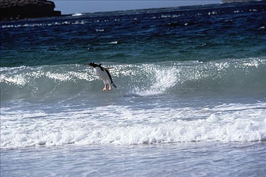 巴布亚企鹅,跳跃,福克兰群岛