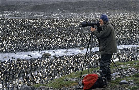 摄影师,帝企鹅,生物群,南极