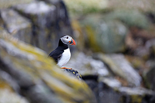 可爱,角嘴海雀,五月岛,苏格兰