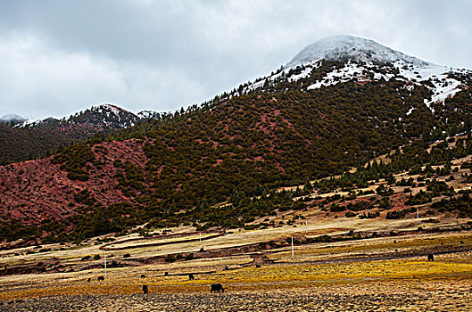 西藏红土地景色