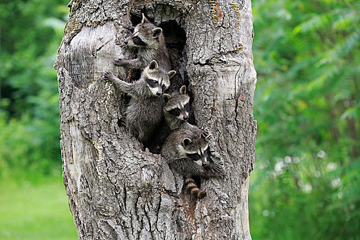 浣熊,四个,小动物,看,树,洞穴,松树,明尼苏达,美国,北美