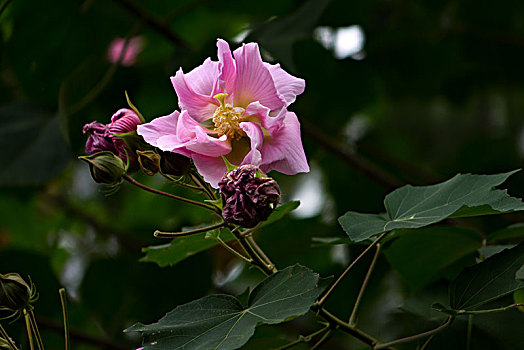 木芙蓉,木莲,芙蓉花