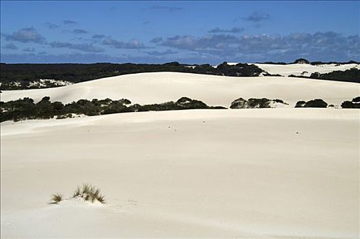 沙丘,区域,小,撒哈拉沙漠,袋鼠,岛屿,澳大利亚