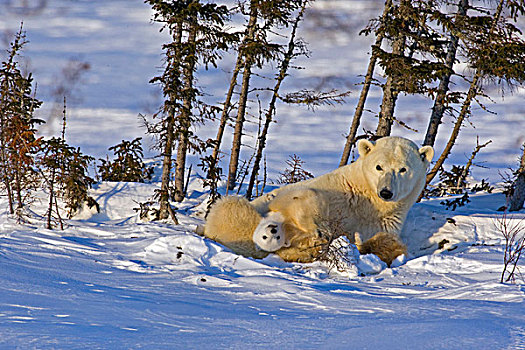 加拿大,曼尼托巴,瓦普斯克国家公园,北极熊,幼兽,玩,母亲