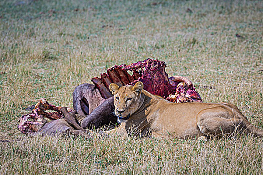 雌狮,保护,杀死,南非水牛,奥卡万戈三角洲,博茨瓦纳,非洲