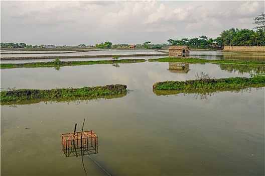 农业,孟加拉