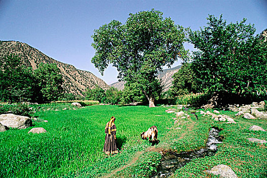 巴基斯坦,北方地区,山谷,女人