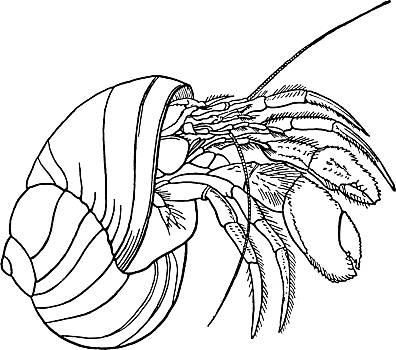 舊式,圖像,寄居蟹,老,書本,插畫