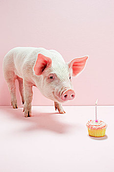 小猪,看,生日蛋糕,棚拍