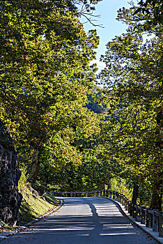 道路,栗子,小树林,靠近,波盖尔,瑞士,欧洲