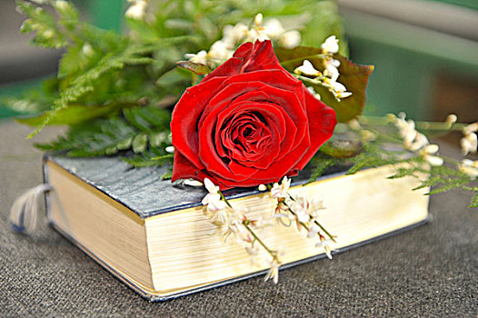 玫瑰,卧,赞美诗,书本