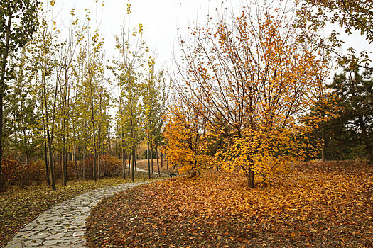 秋天的黄页落叶枫叶