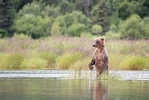 棕熊,站立,布鲁克斯河,卡特麦国家公园,阿拉斯加,美国,北美
