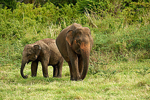 斯里兰卡,大象,象属,放牧,国家公园,北方,中央省,亚洲