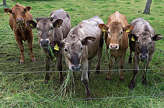 幼兽,牛,进食,草地,草场,梅克伦堡前波莫瑞州,德国,欧洲
