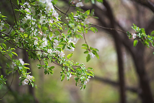 春天,花