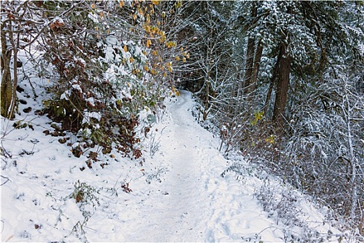 积雪,树林,徒步旅行