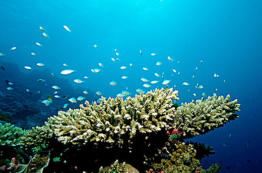 绿色,珊瑚礁,印度洋,马尔代夫