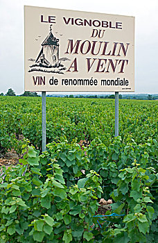 标识,葡萄园,博若莱葡萄酒,酒乡,罗纳河谷,法国