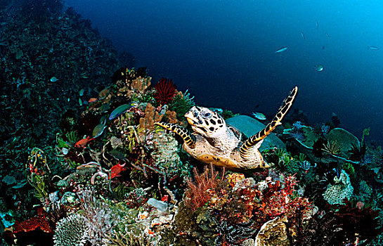 玳瑁,珊瑚礁,科莫多,印度洋,印度尼西亚
