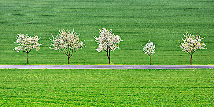 花,樱桃树,乡间小路,瑞士,下萨克森,德国,欧洲