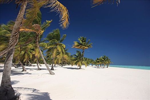 椰树,椰,海滩,靠近,蓬塔卡纳,多米尼加共和国,加勒比海