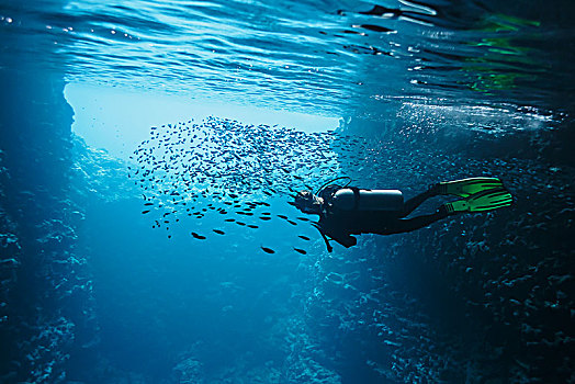 女人,深潜,水下,鱼群,汤加,太平洋