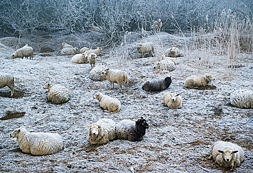 绵羊,放牧,雪,草场