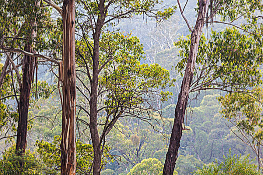 澳大利亚,哥斯高国家公园,树