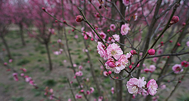 梅花